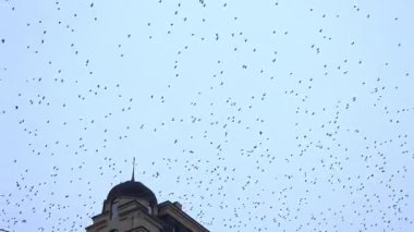 Dev bir kuş sürüsü, tarihi bir kubbenin üstündeki açık mavi gökyüzünü doldurarak dinamik ve sakin bir vahşi yaşam ortamı yaratıyor..