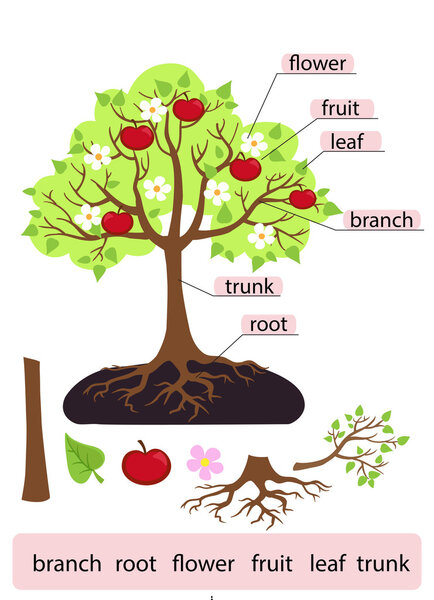 Parts of Tree.Clipart. Tree structure trunk, root, branch, fruit, leaf, root. Work page for students. Vector illustration.