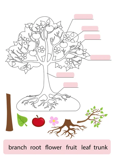 Delar av Tree.Work sida för studenter. Vektor illustration. — Stock vektor