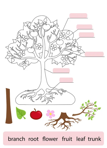 Partes da Árvore. Página de trabalho para estudantes. Ilustração vetorial . — Vetor de Stock