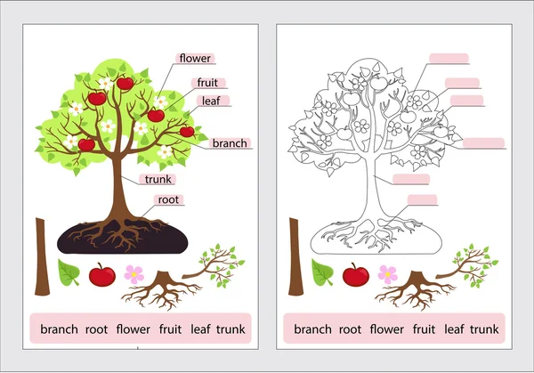 Părți din copac.Clipart. Trunchi de structură copac, rădăcină, ramură, fructe, frunze, rădăcină. Pagina de lucru pentru studenți. Ilustrație vectorială . — Vector de stoc