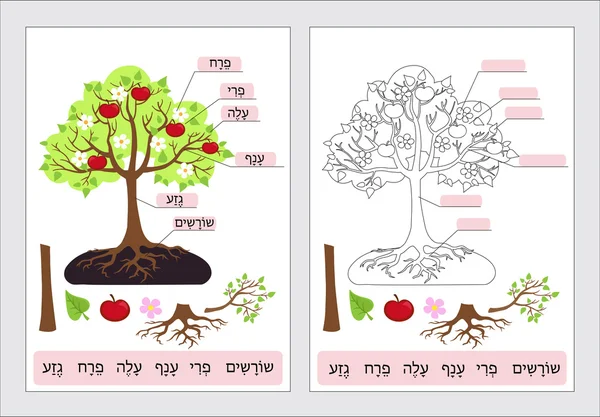 Части дерева. Клипарт. Дерево структуры ствол, корень, ветвь, фрукты, лист, корень. Рабочая страница для студентов. Векторная иллюстрация . — стоковый вектор