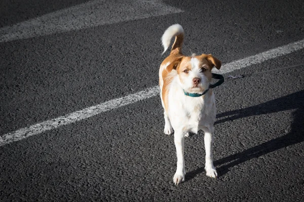 首輪の犬 — ストック写真