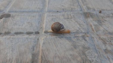 Salyangoz kaldırımdan karşıya geçiyor.