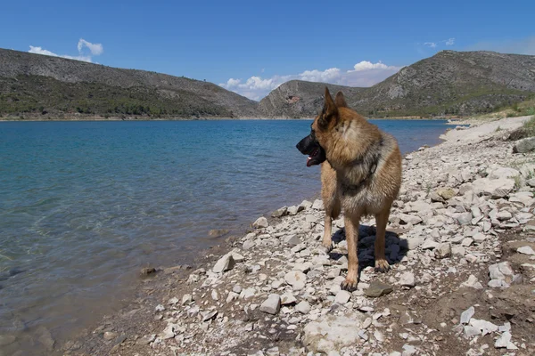 German Shepherd — Stock Photo, Image