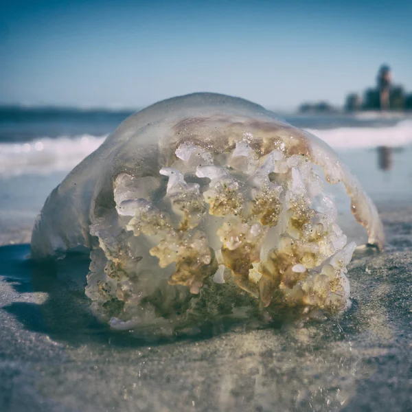 Dead jellyfish — Stock Photo, Image