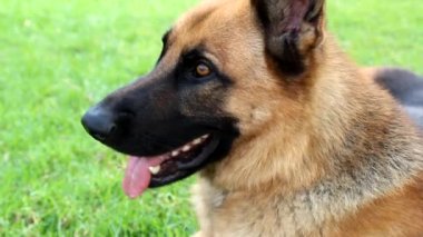 Alman çoban köpeği