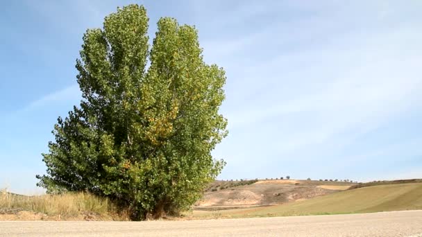 Árbol solitario en el país — Vídeo de stock