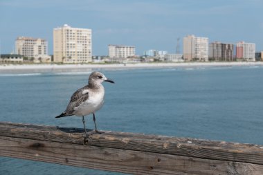 Jacksonville Beach