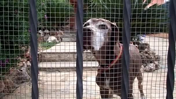 Bruine hond achter Fence/poort — Stockvideo