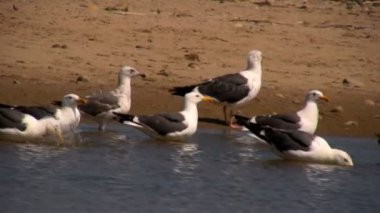 Martılar içme suyu