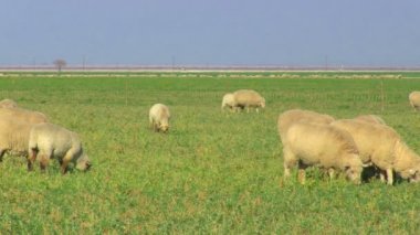 alanda otlayan koyunlar.