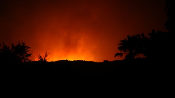 Flammes de forêt la nuit — Video