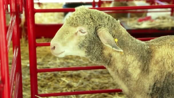 Moutons debout dans la cage — Video