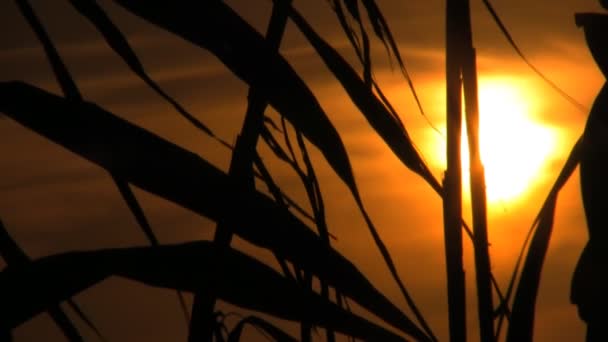 Zonsondergang Thru b-l bamboe riet — Stockvideo