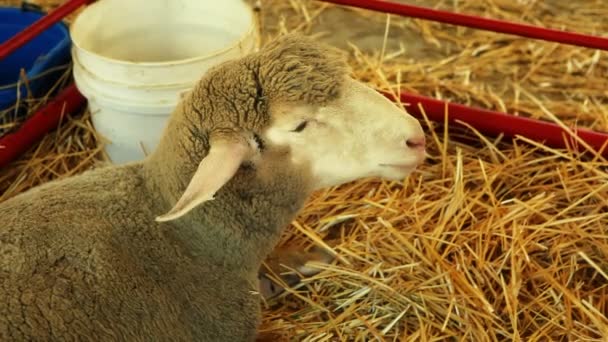 Ovejas comiendo heno — Vídeo de stock