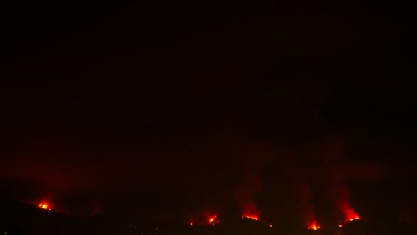 Bosque llamas en la noche — Vídeos de Stock