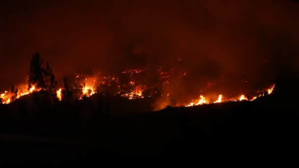 Bosque llamas en la noche — Vídeos de Stock