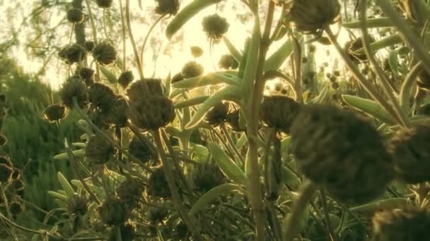 Πράσινα φυτά με την Ανατολή — Αρχείο Βίντεο