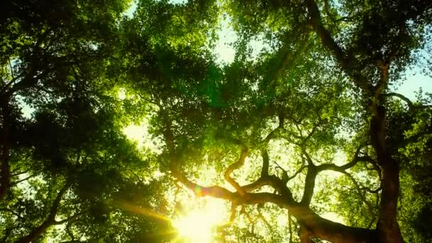 Forêt bordée d'arbres dans l'après-midi — Video