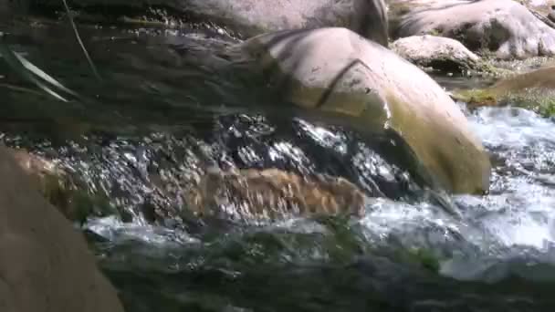 Fresh spring water running down a stream — Αρχείο Βίντεο