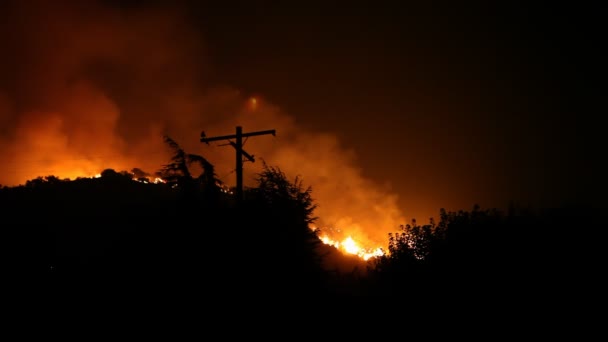 Floresta chama à noite — Vídeo de Stock