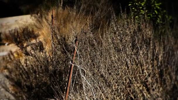 Ramos secos no deserto — Vídeo de Stock