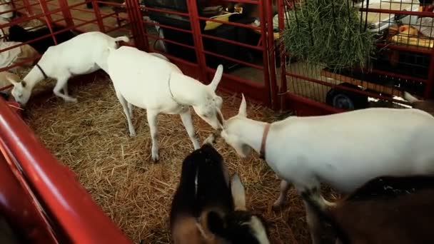 Geiten gevechten in de kooi — Stockvideo