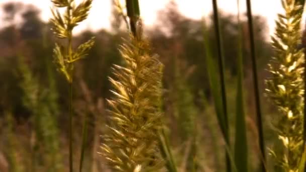 Planten zwaaiend in de wind — Stockvideo