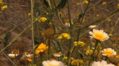 Rüzgarda sallanan bitkiler