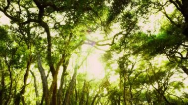 öğleden sonra ormanda kaplı ağaçlar