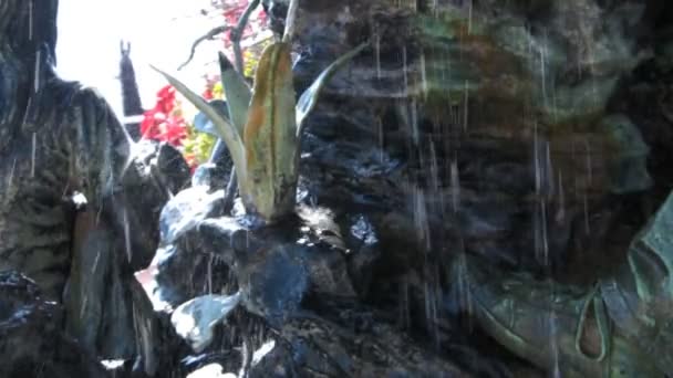 Нога на скелі біля квітки — стокове відео