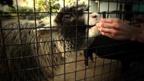 Moutons mangeant au zoo — Video