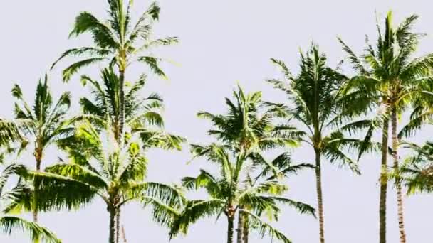 Palm Trees swaying — Stock Video