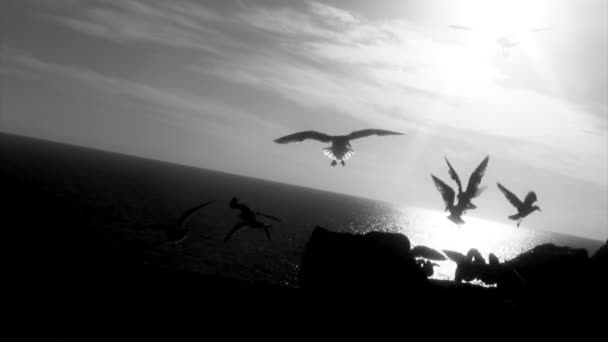 Gaviotas con vistas al mar — Vídeos de Stock