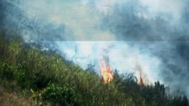 Fogo na encosta queima vegetação — Vídeo de Stock