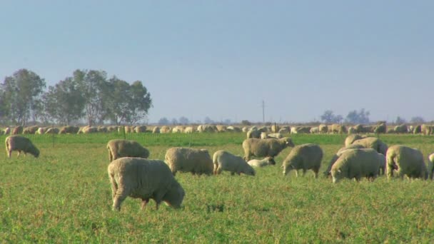 Pâturage des moutons dans les champs — Video