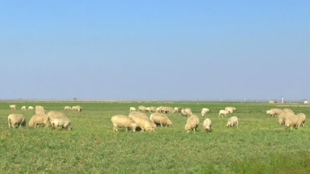 Pâturage des moutons dans les champs 