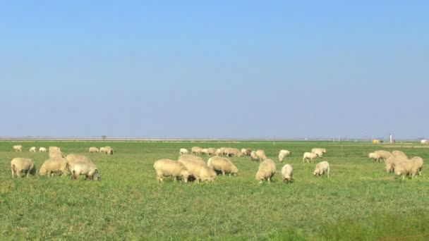 Ovejas pastando en el campo — Vídeos de Stock