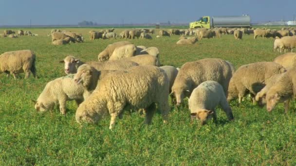 Sheep Grazing in Pasture — Stock Video