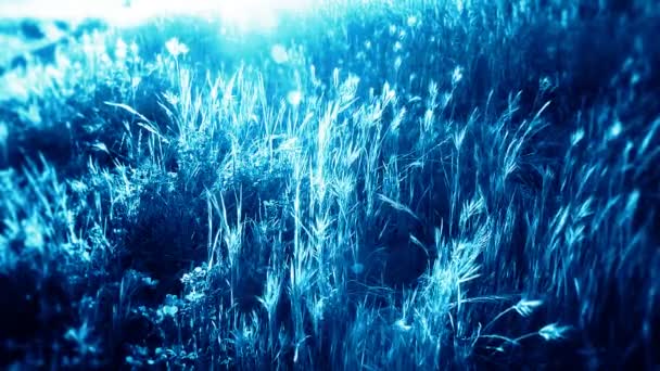 Blaues surreal glühendes Feld — Stockvideo
