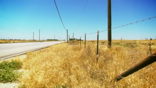 Malas hierbas a lo largo del camino rural — Vídeos de Stock