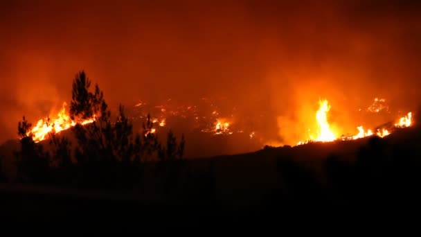 Bosque llamas en la noche — Vídeo de stock