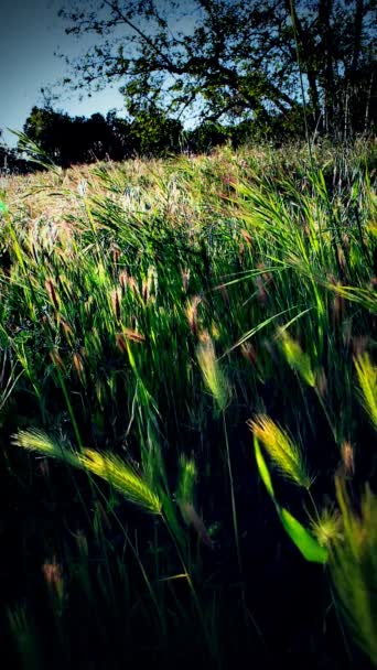 Gras en bomen op platteland. — Stockvideo