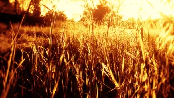 Reeds of Grass Swaying in Rural Area — Stok Video