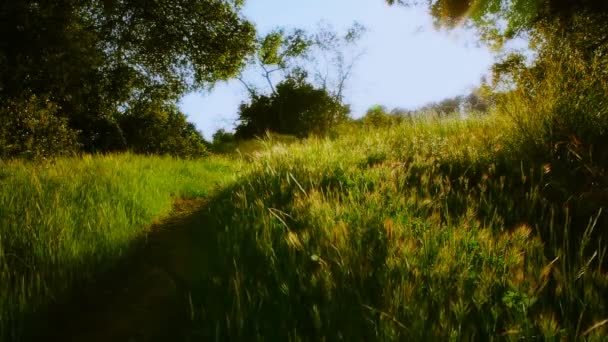Kırsal alanda çimenli iz — Stok video