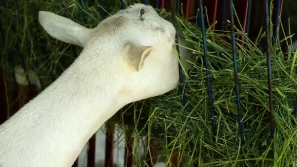 Lamb eating hay — Stock Video