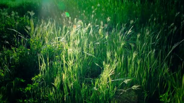 Grama verde na luz do sol — Vídeo de Stock