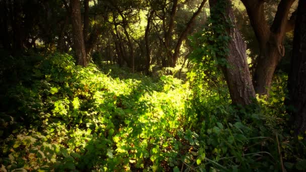 Bosque tranquilo durante el día por la tarde — Vídeo de stock