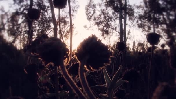 Tuin in platteland bij zonsondergang — Stockvideo